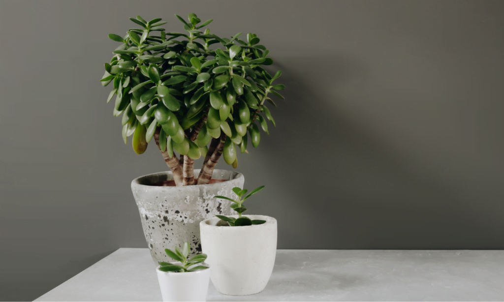 How do you grow jade plant Crassula ovata?