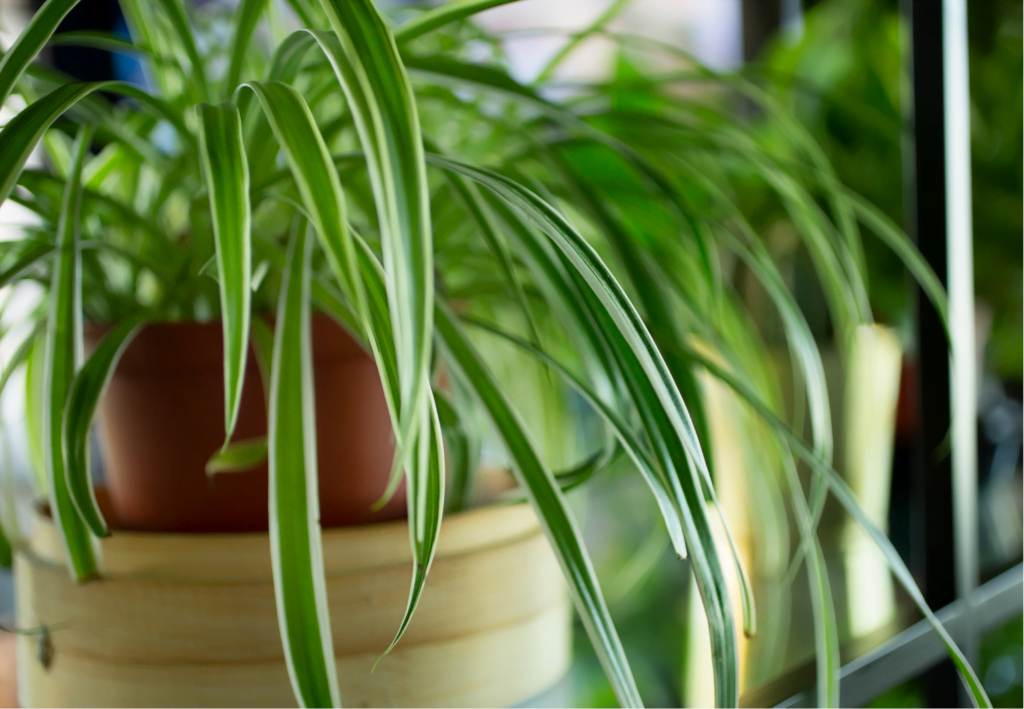 How to grow spider plant shortly and caring this plant indoor