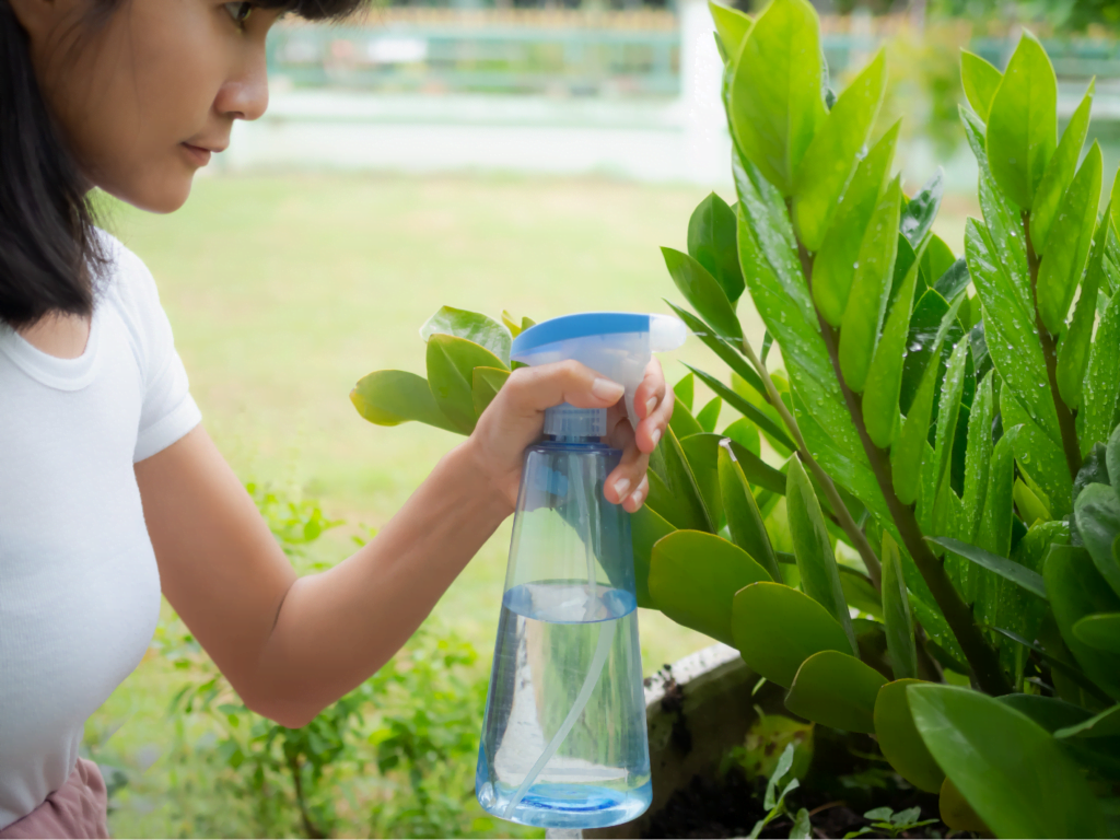 How to care zamioculcas zamiifolia indoors and top tips guide