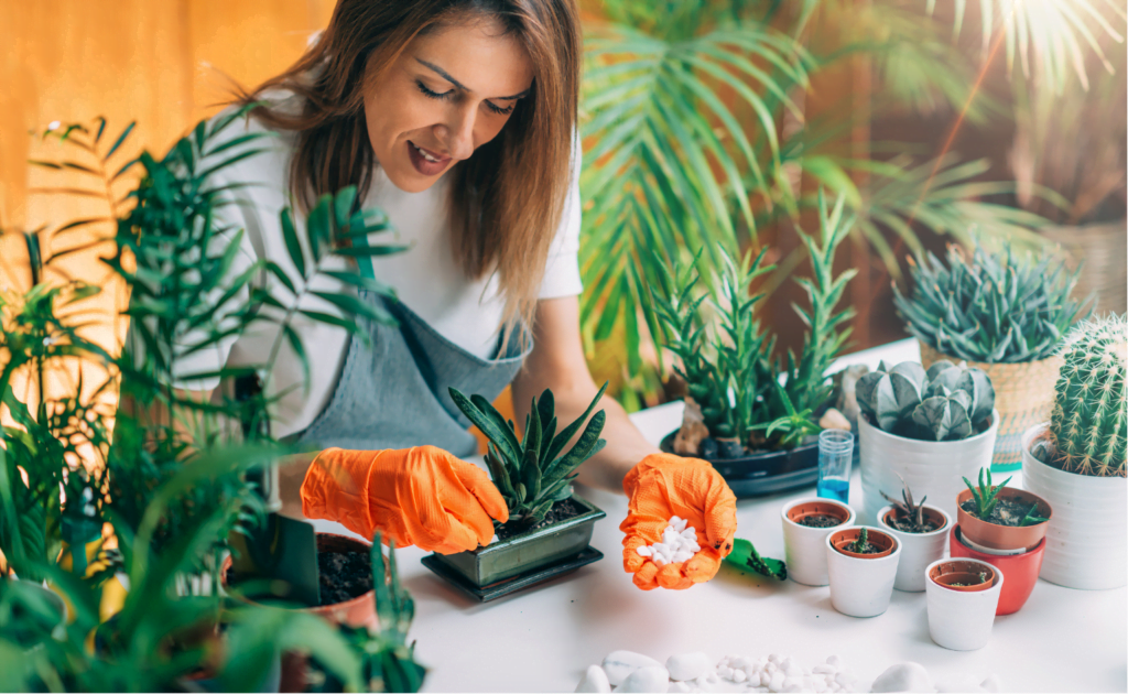 Free indoor plant care guide for beginners