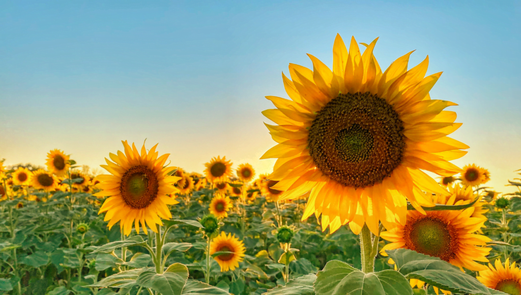 How to care sunflowers and Tips and Tricks for a Vibrant Garden