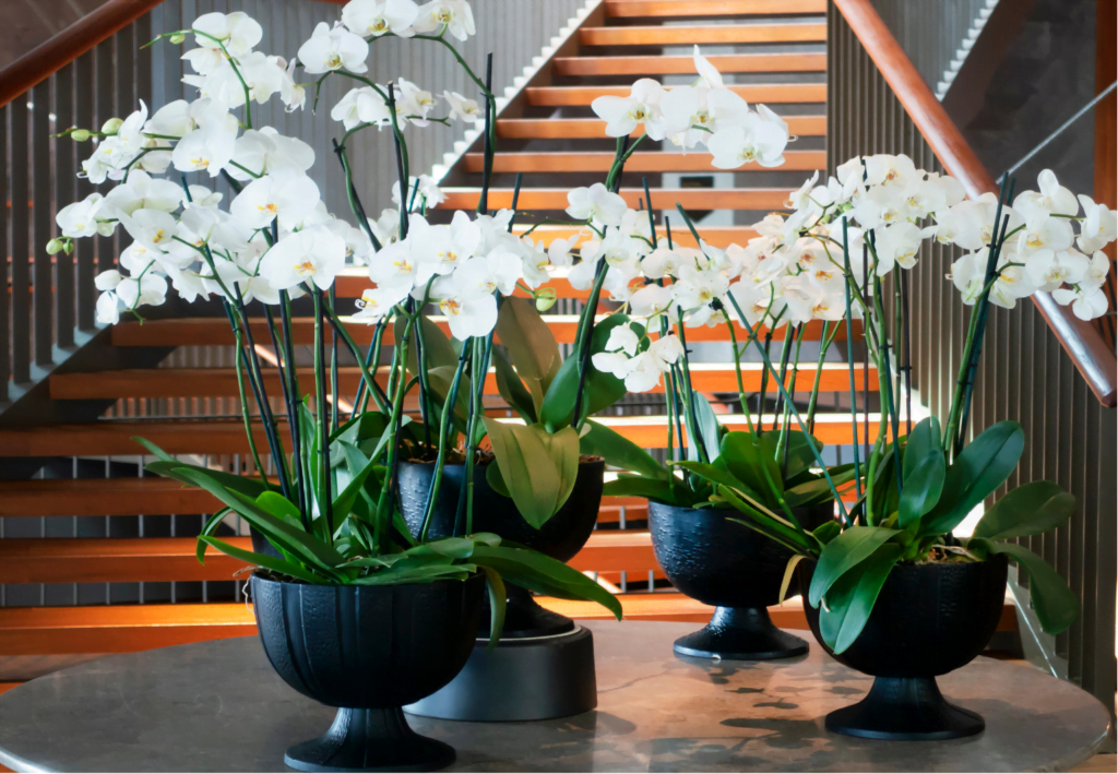 How to Take Care of Orchid Plants and What Are the Benefits of This Plant