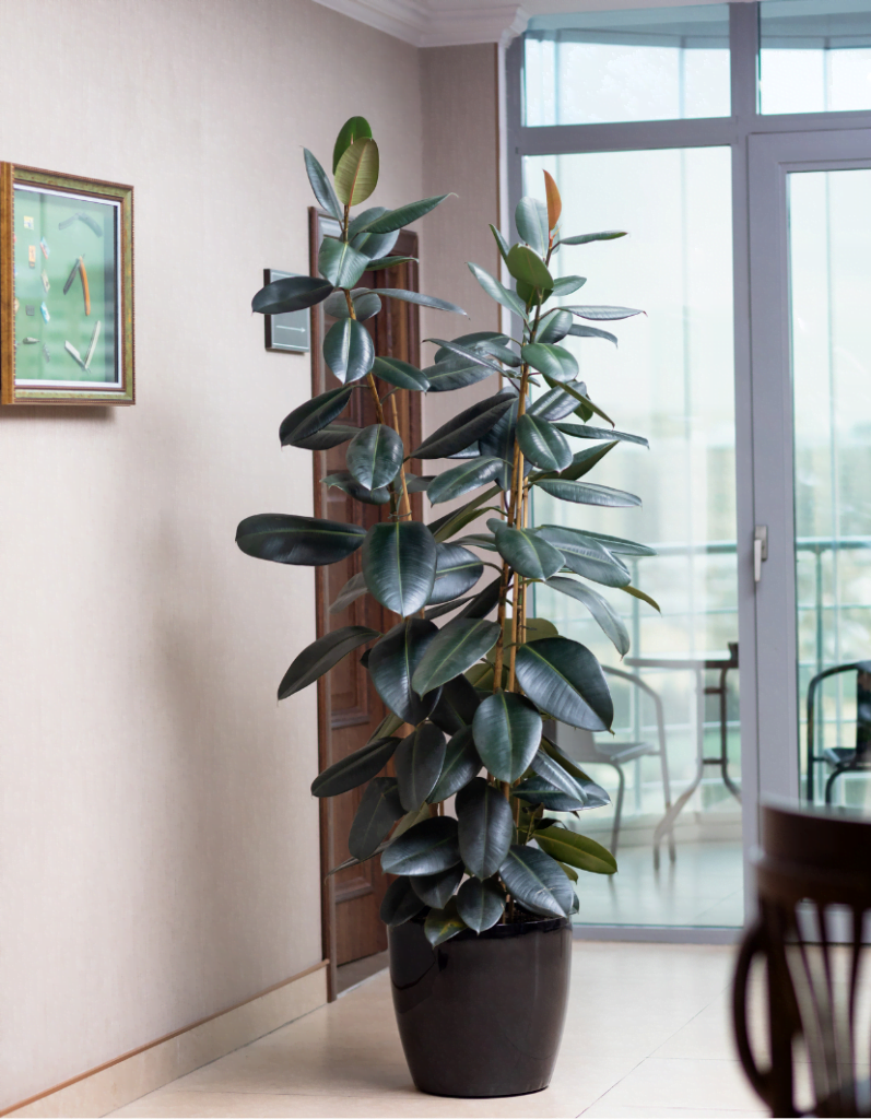 Rubber plant benefits in bedroom and Rubber plant indoor care