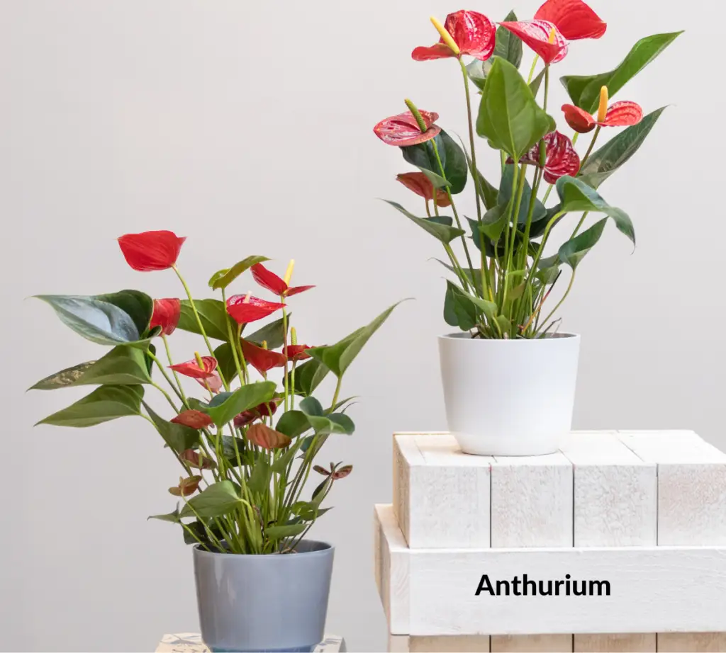 How to grow and care for anthurium indoors