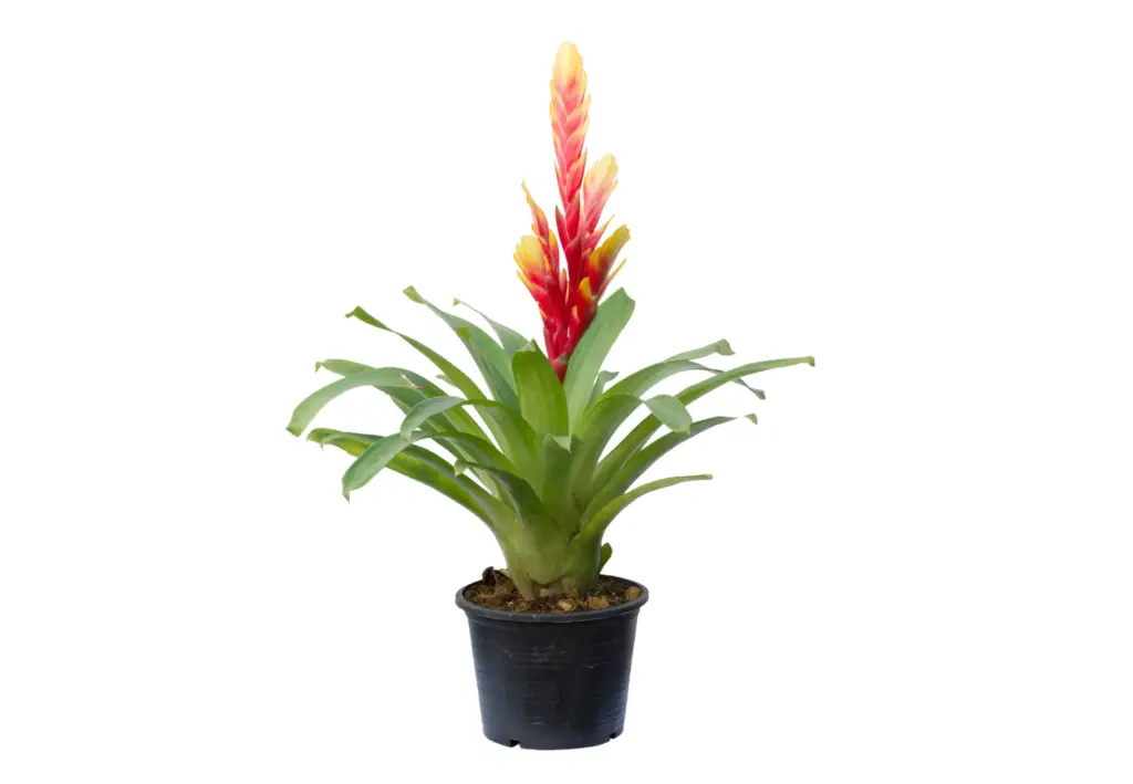 How to Care for Bromeliads A Beginner’s Guide