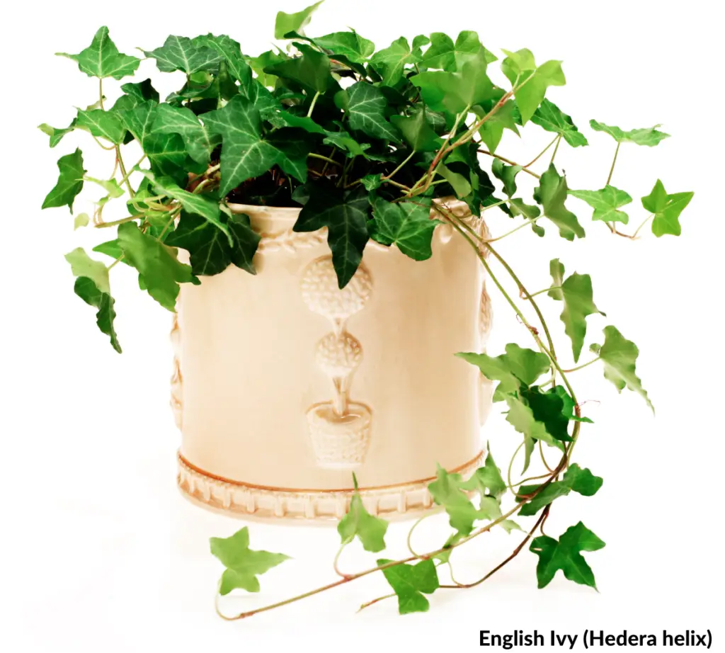 How to make English Ivy grow faster?