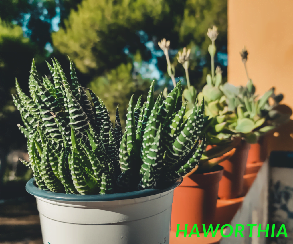 Top Secrets for Successful Haworthia Care Revealed