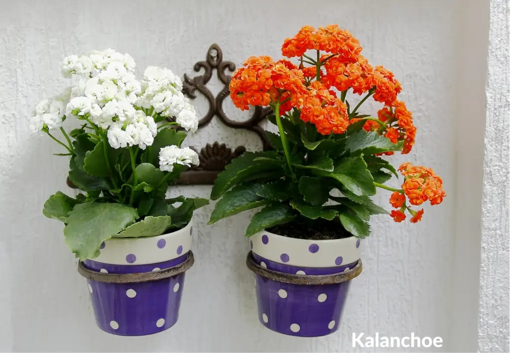 How to care for a kalanchoe plant indoors