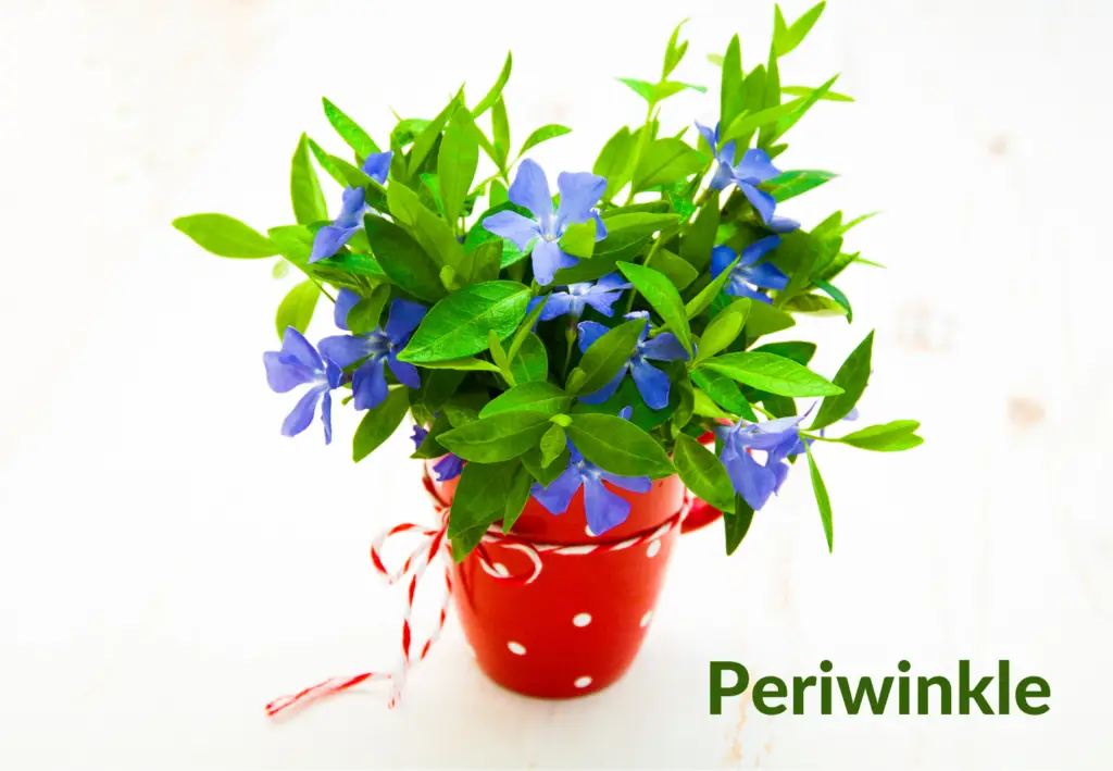 How to grow and take care of periwinkle