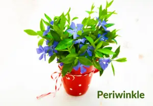 periwinkle 