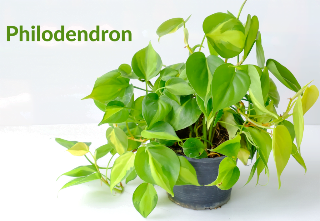 How to  Growing and Caring for Philodendron & Health Benefits of Having Philodendron