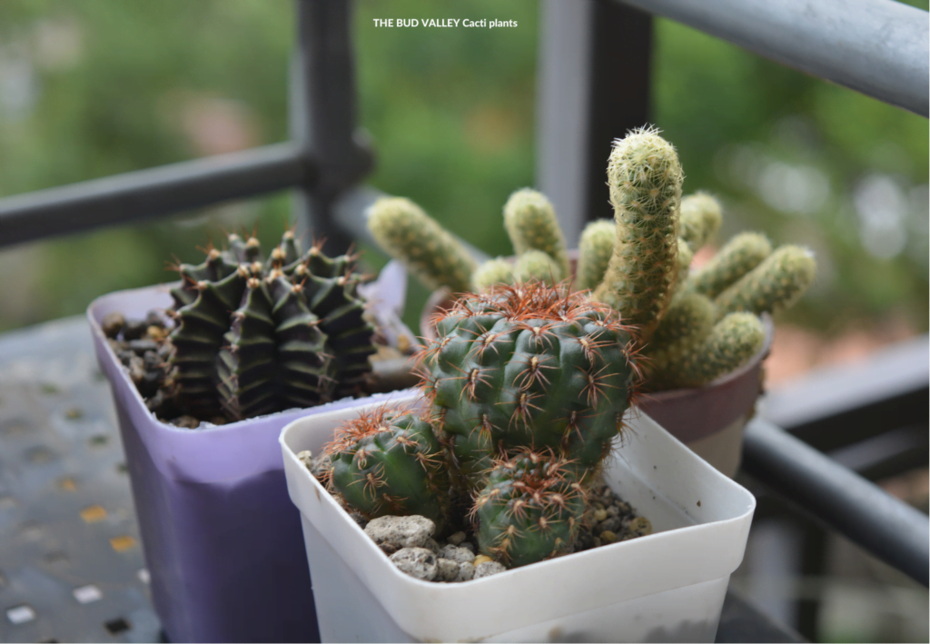 How to Grow and Care For Indoor Cacti