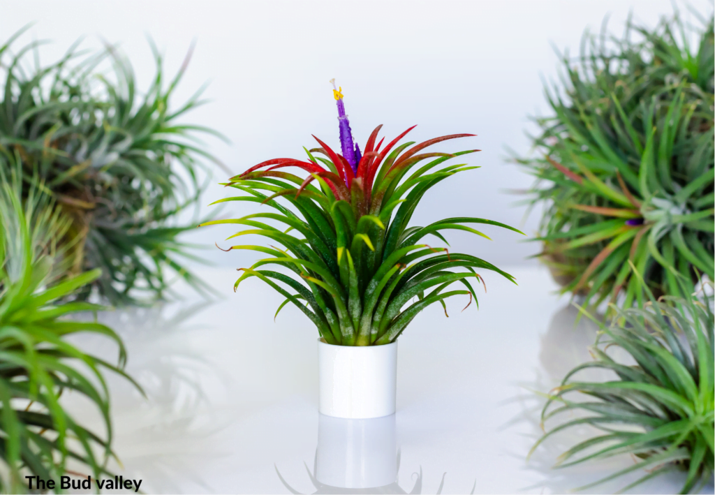 A successful complete guide to caring for Air Plants (Tillandsia).And Benefits of Air Plants (Tillandsia)