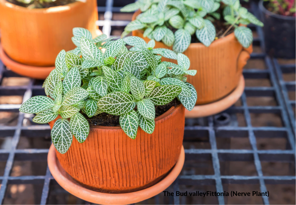 How to Grow and Care for Nerve Plant (Fittonia) And  Benefits of Fittonia (Nerve Plant))