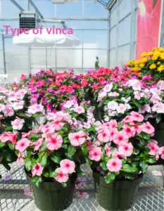 Type of vinca