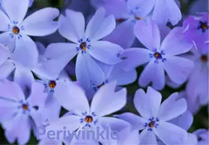 periwinkle 