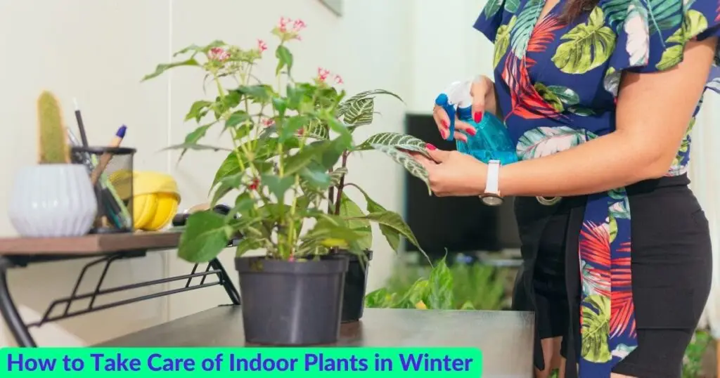 How to Grow and Take Care of Indoor Plants in Winter (2024)