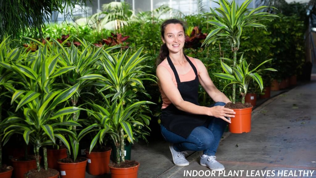 How to Keep Grow Indoor Plant Leaves Healthy