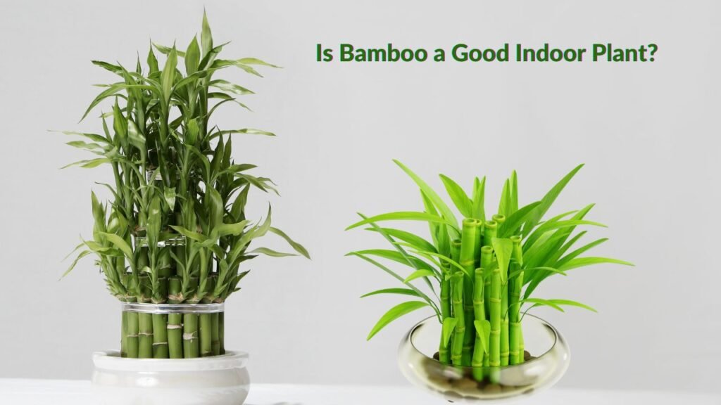 Is Bamboo a Good Indoor Plant? And  How to Care for Bamboo as an Indoor Plant